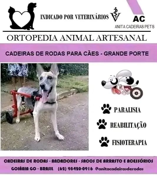 Cadeiras de rodas para cães e gatos  - Foto 5