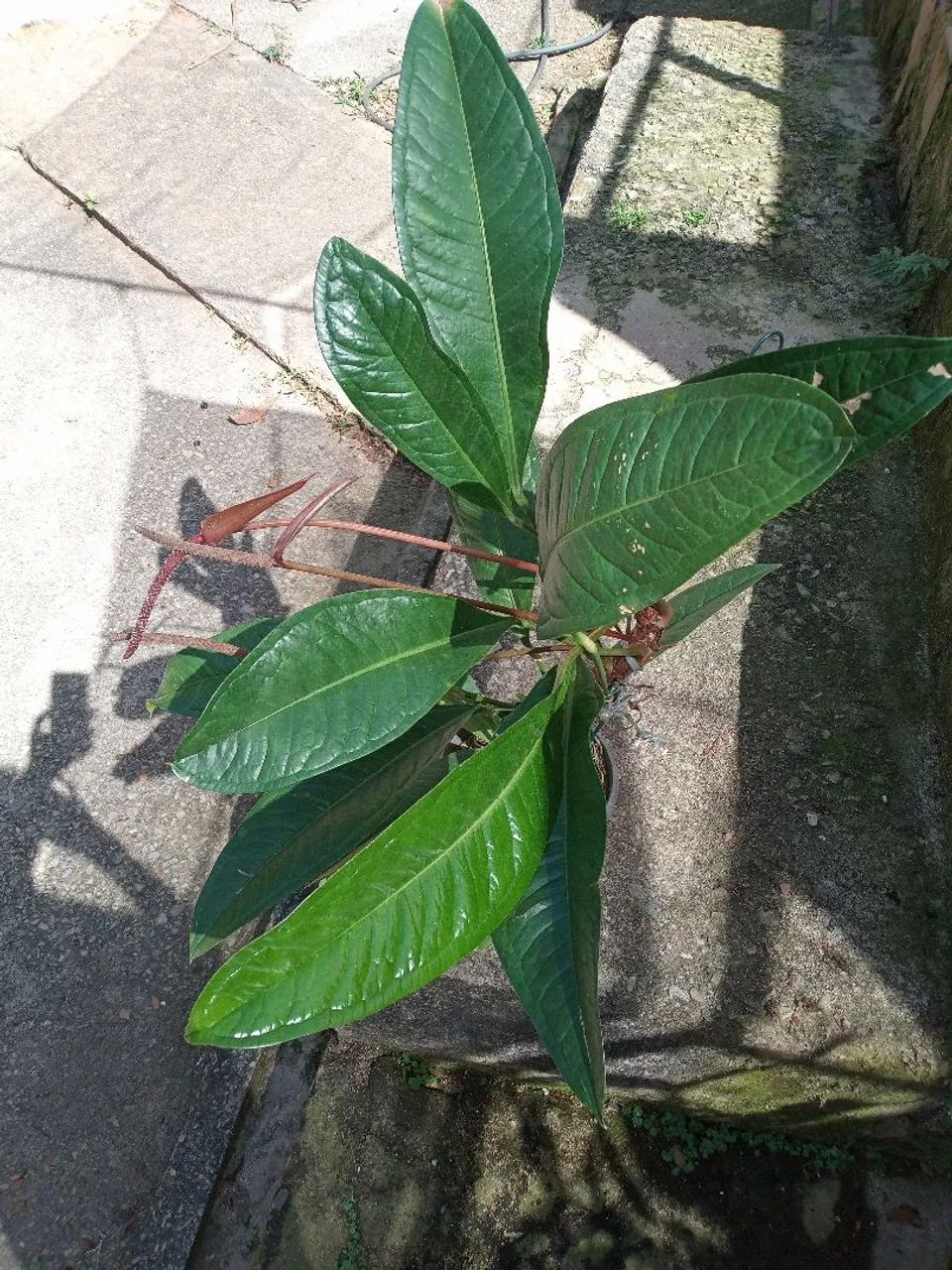Anturium Superbum  - Foto 2