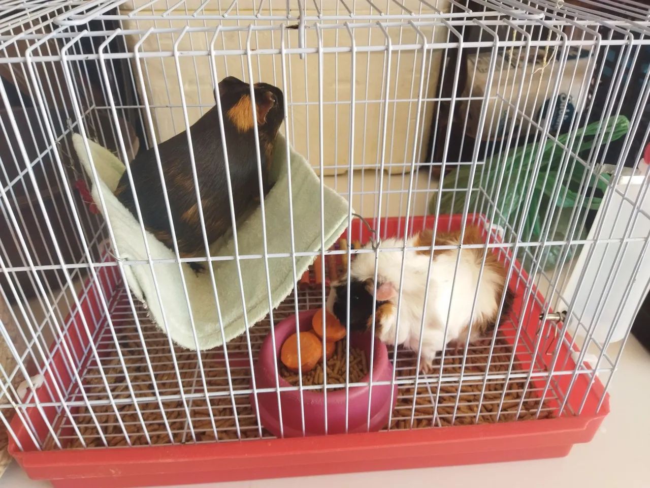 Vende-se porquinhos da índia  - Foto 2