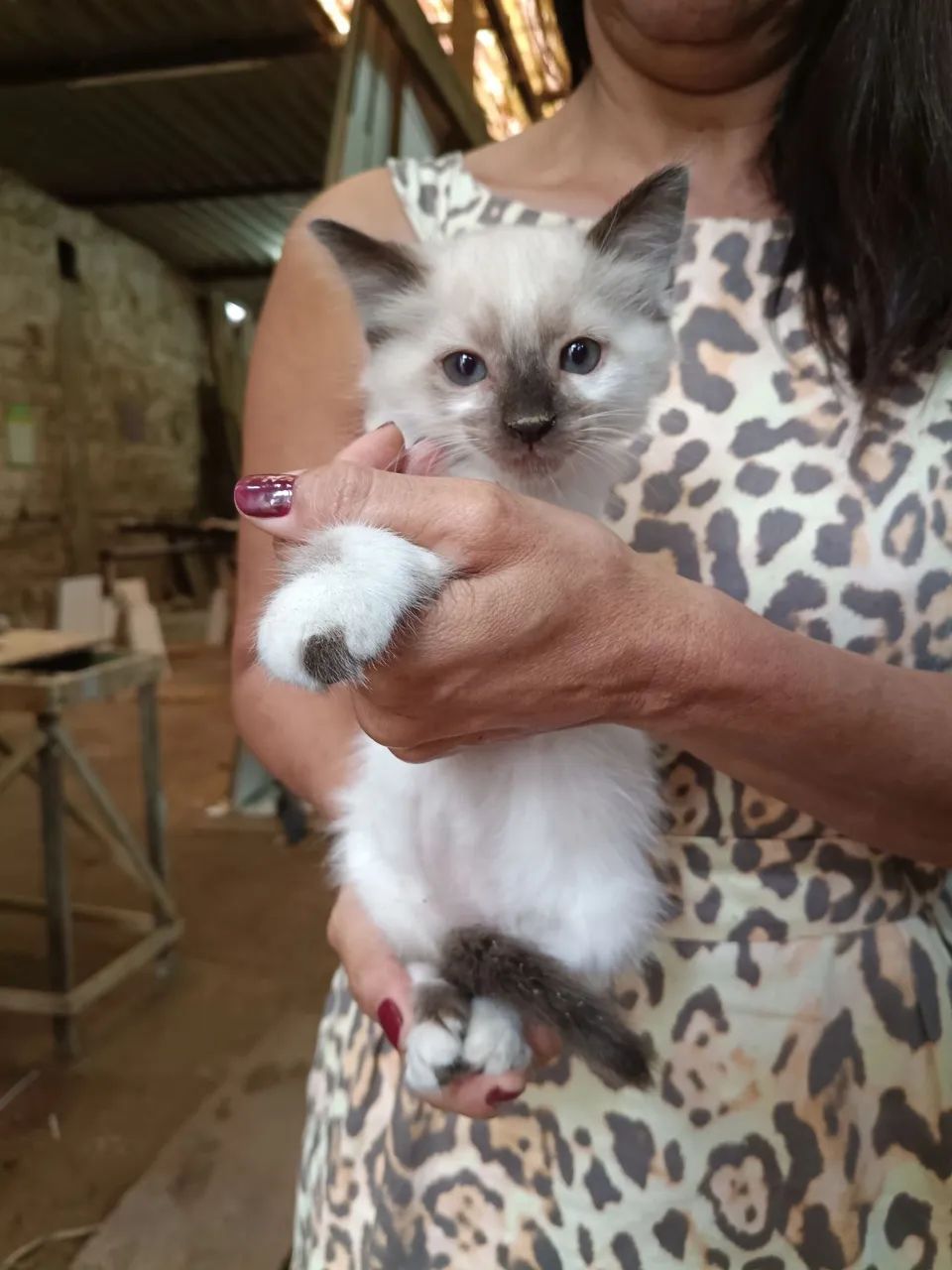 Gatos