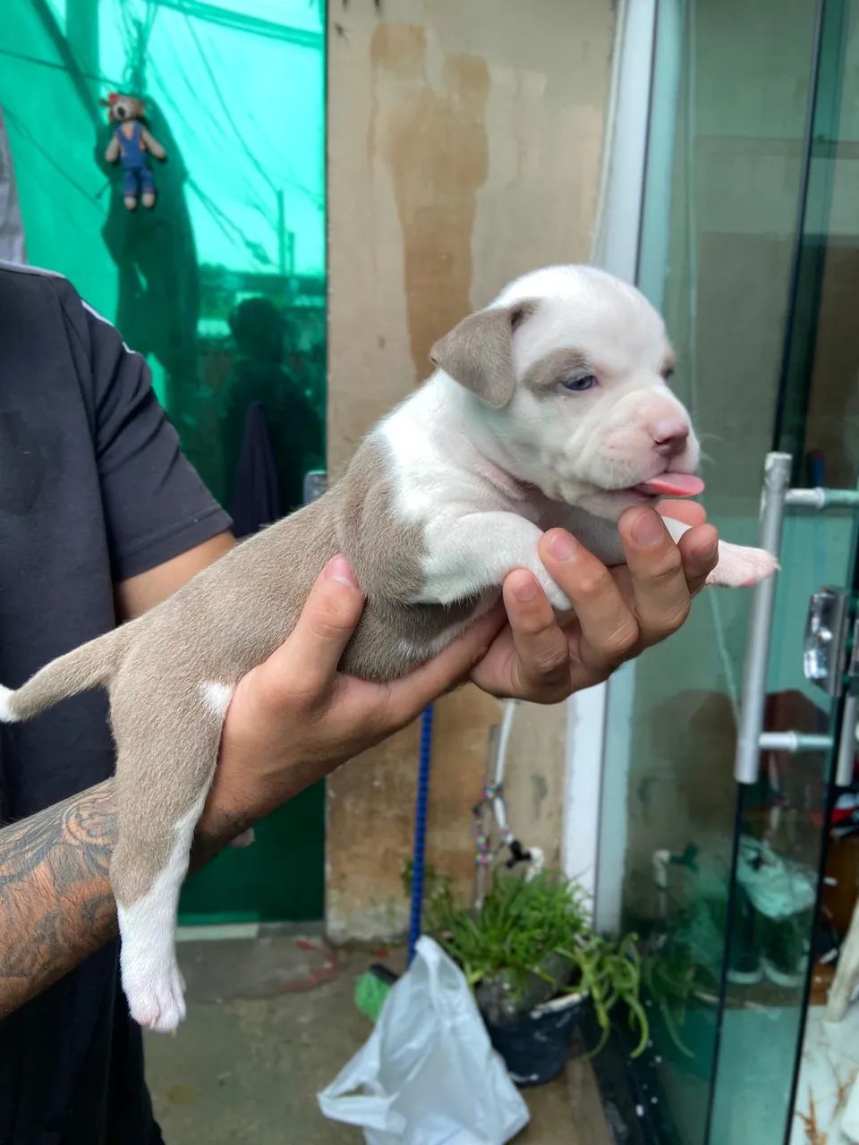 American bully  - Foto 2