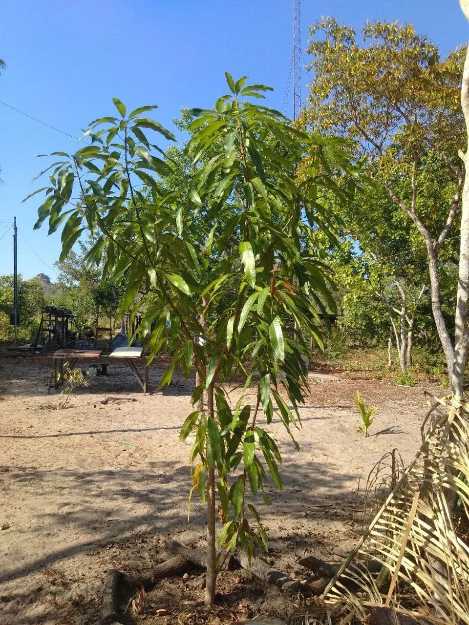 Vendo ótima chácara em lugar lindo e tranquilo. - Foto 5