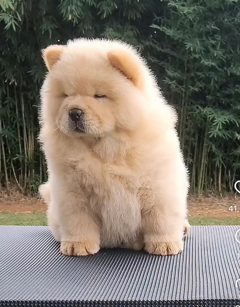 Chow Chow belissimas