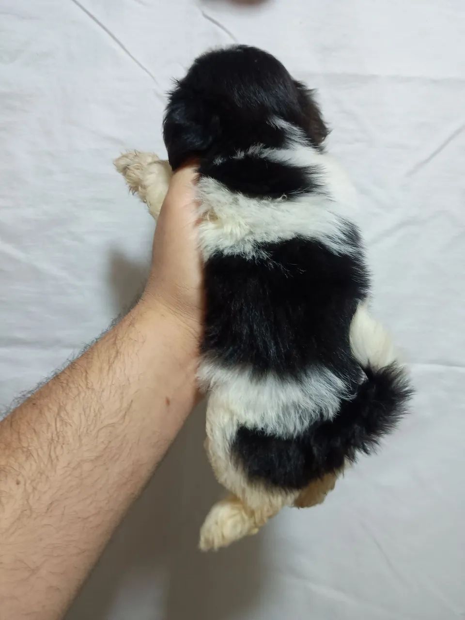 Filhotes de Shihtzu  - Foto 3