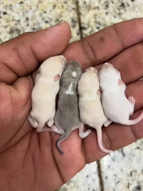 Vendo Gerbil ( Esquilo da Mongólia) - Foto 5
