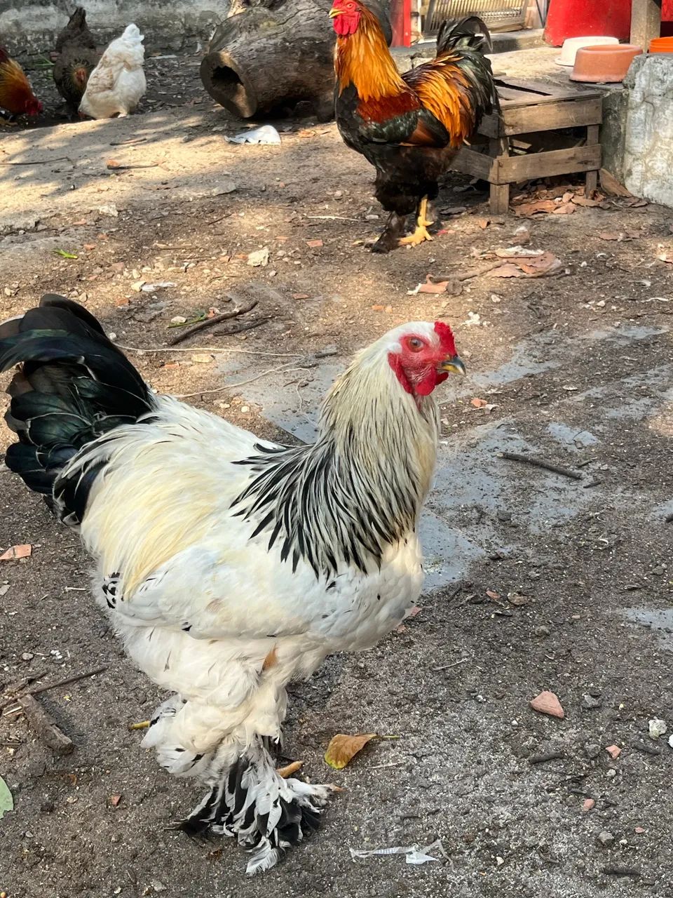 GALO BRAHMA - Foto 2