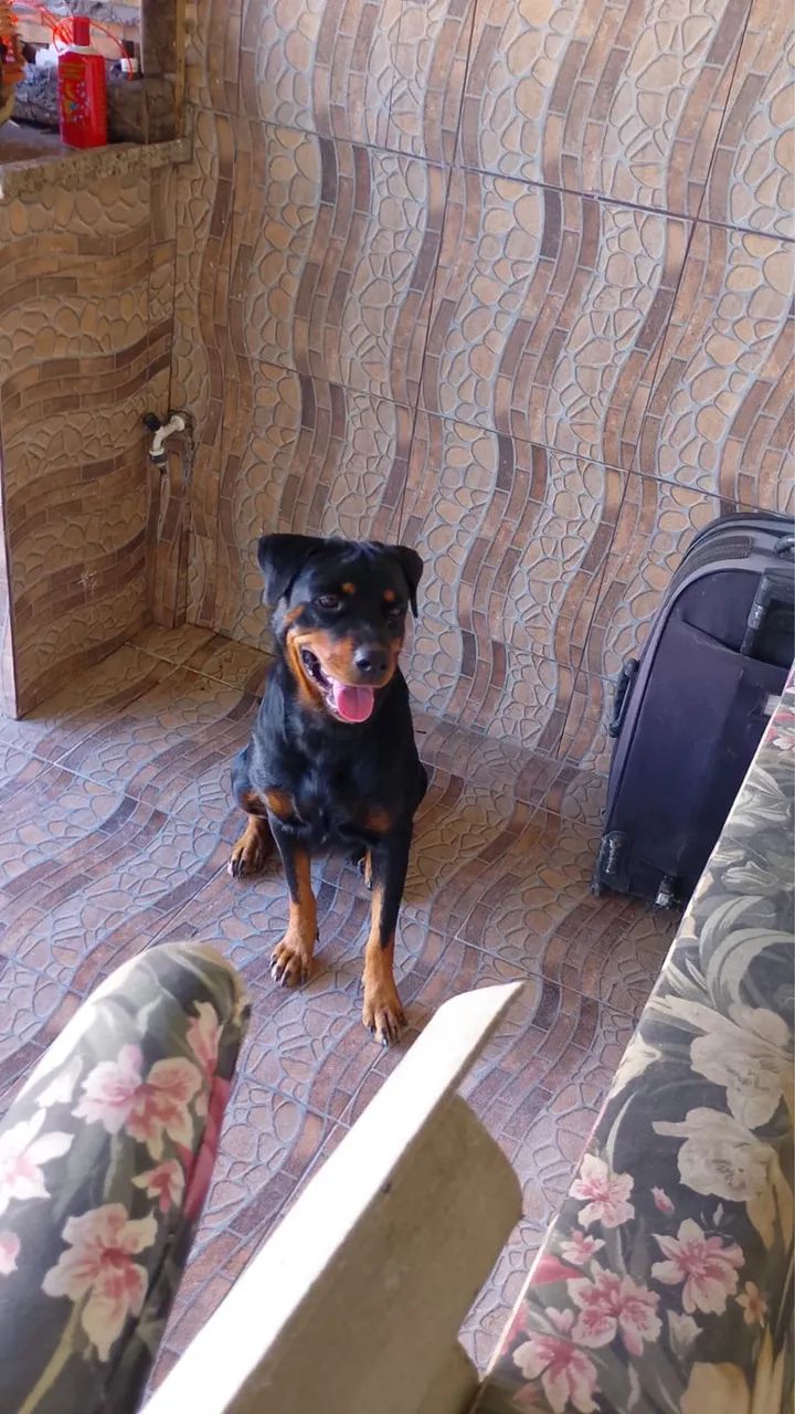 Rottweiler  - Foto 4