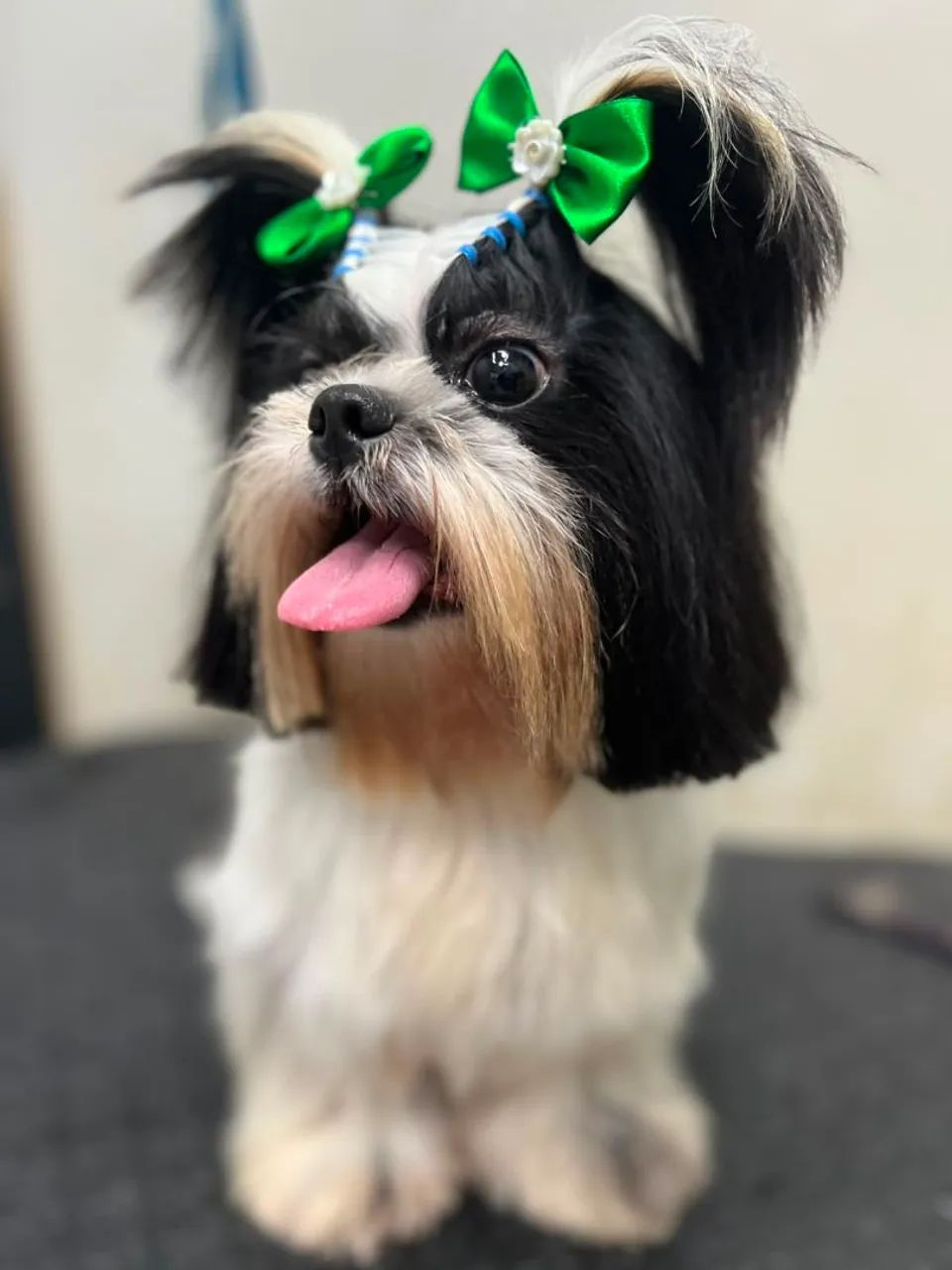 MEU PET BANHO E TOSA  - Foto 4
