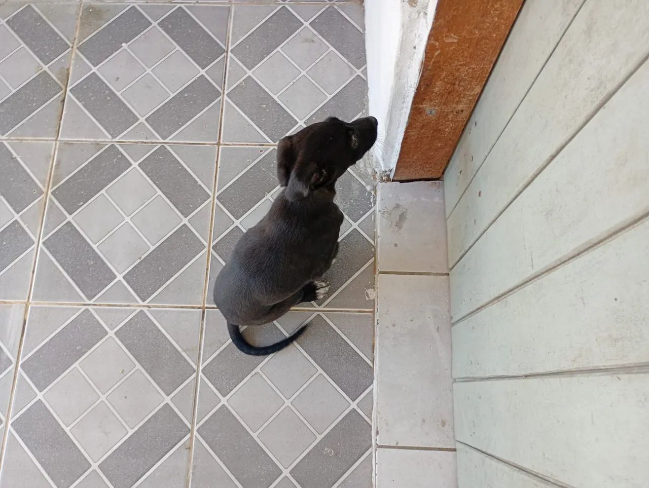 Doação dessa cachorrinha  - Foto 2