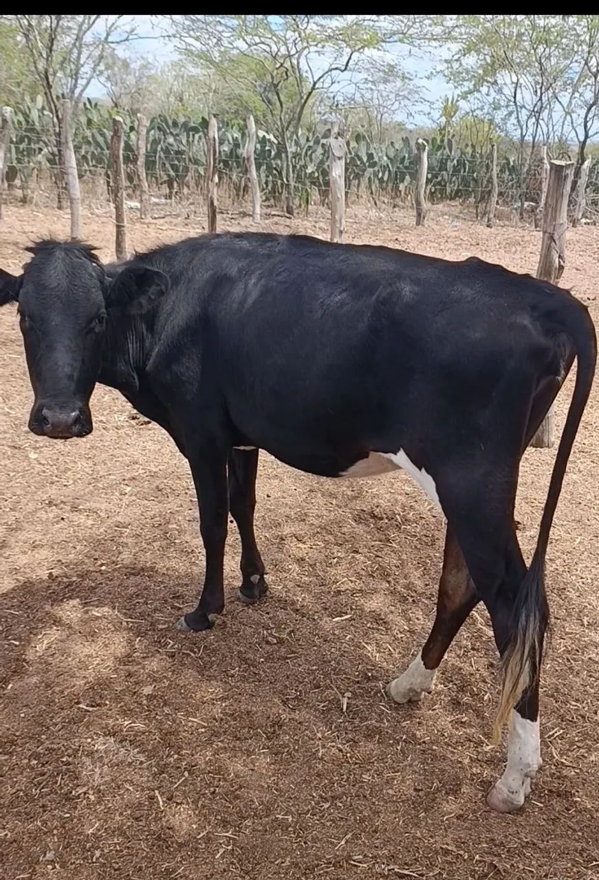 vendo duas novilhas  - Foto 3