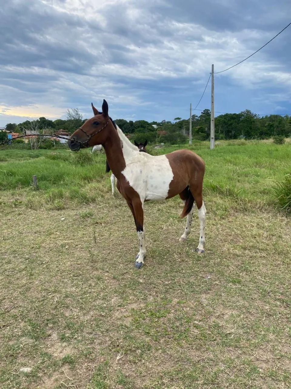 Potra pampa  - Foto 4