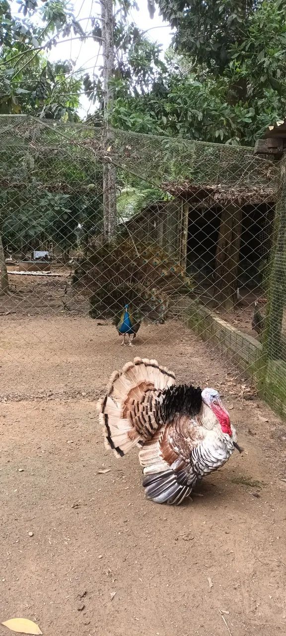Peru
