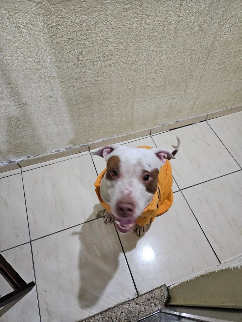 Cão para adoção  - Foto 4