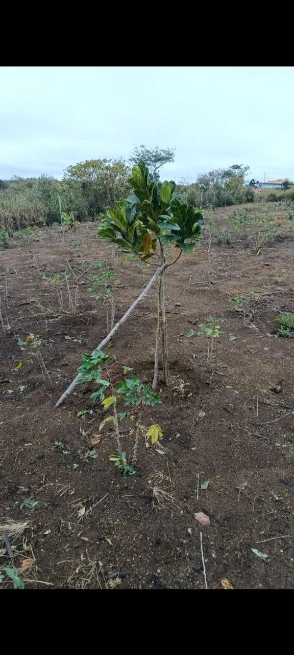 Sítio a venda  - Foto 5