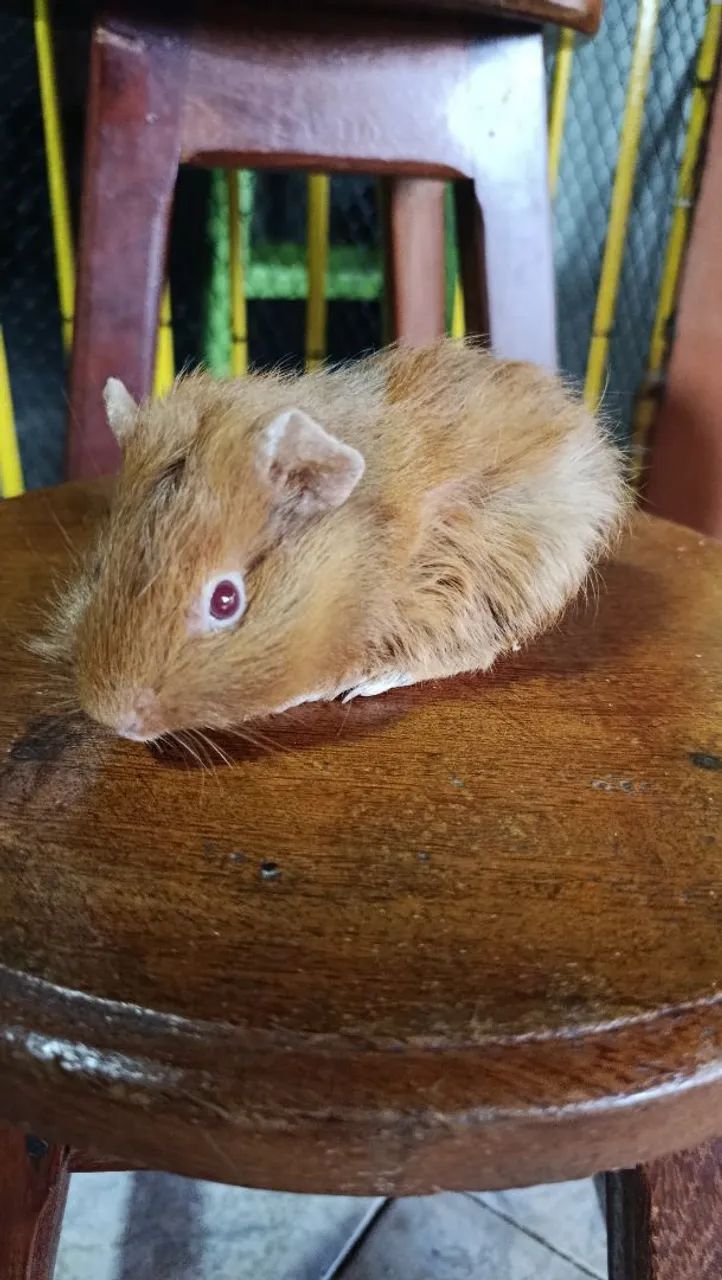 FILHOTE FEMEA DE PORQUINHO DA ÍNDIA