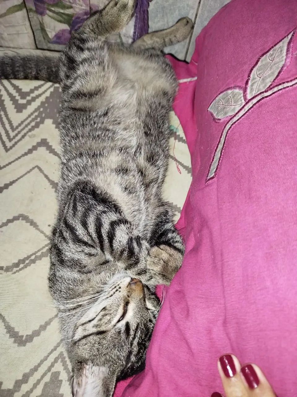 Gata fêmea com filhotes  para doação! - Foto 4