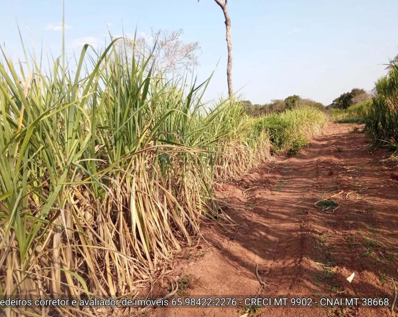 Vendo!!! um sítio quitado de 32 hectares no assentamento comunidade sadia 3 - Foto 3