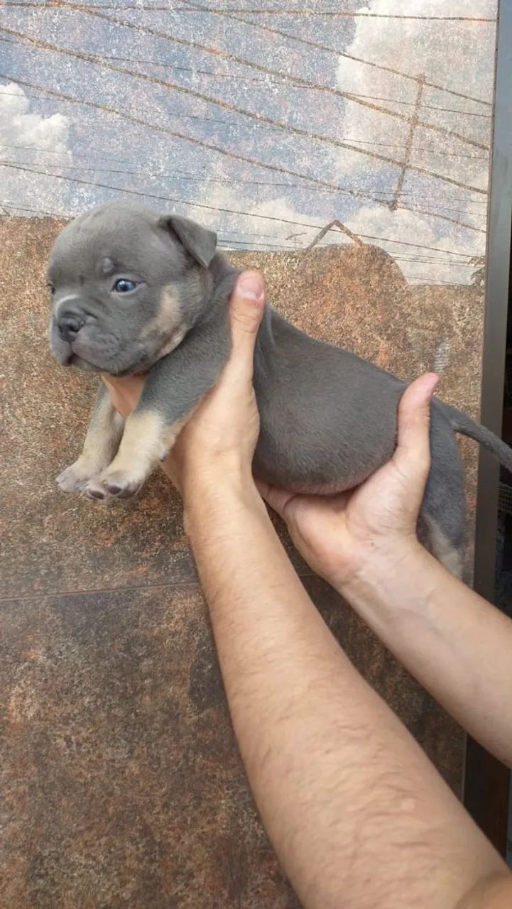 American bully pocket  - Foto 3