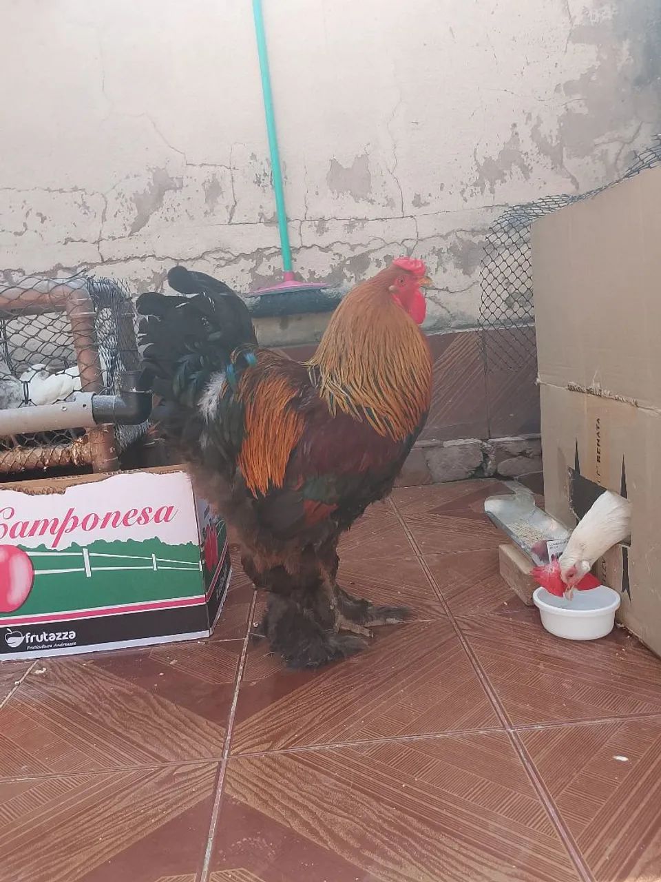 Frango da Raça Brahma. - Foto 3