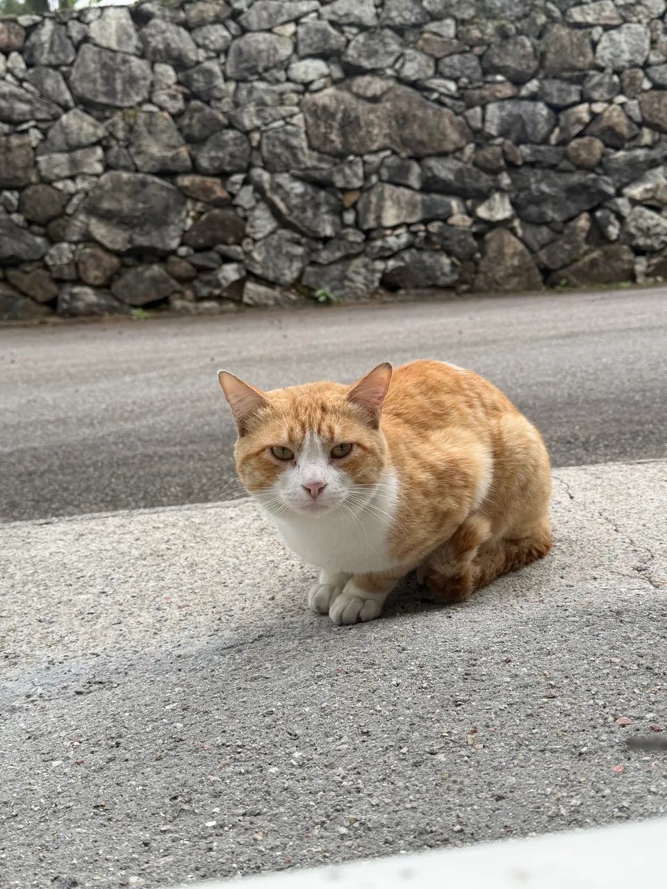 Gato dócil - Macho - Foto 2