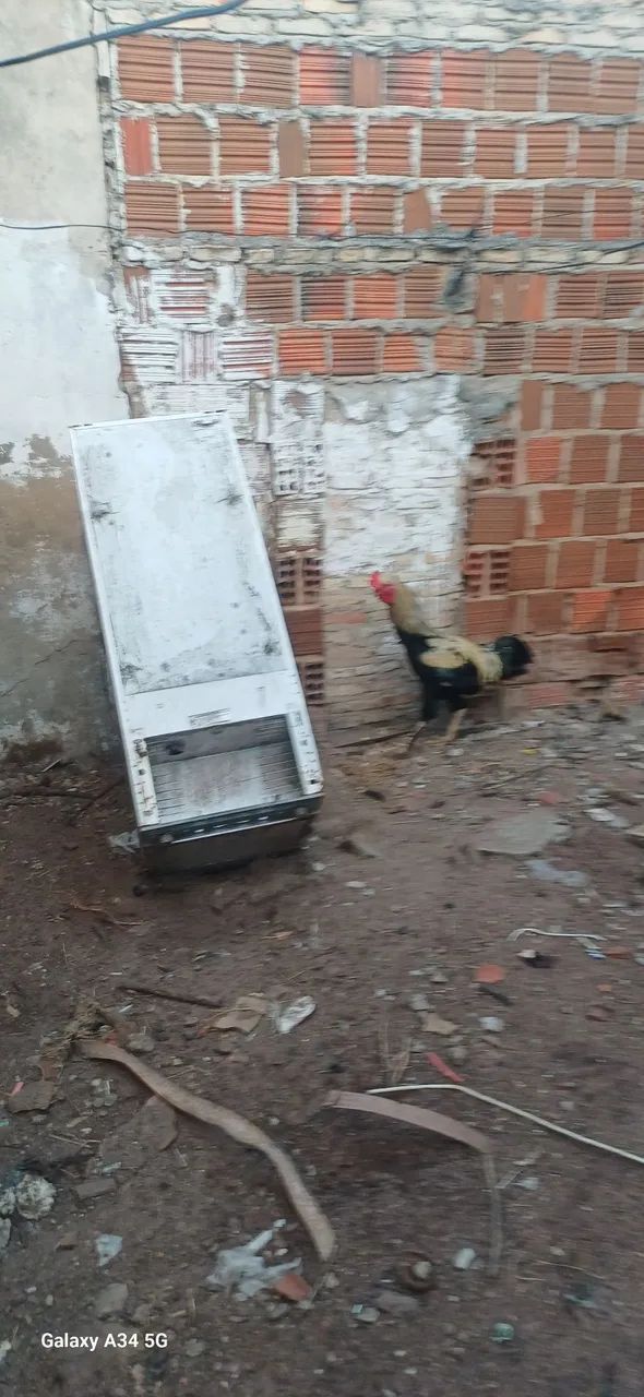 Galo 