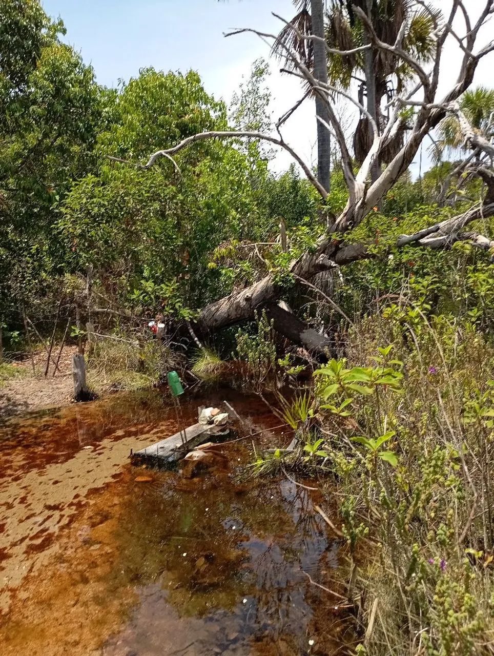 Vendo fazenda  - Foto 2