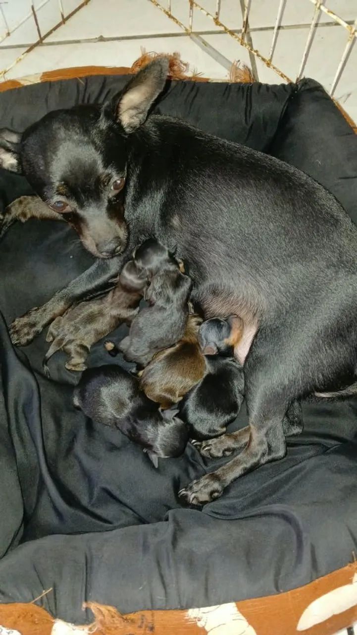 Pinscher 0 com 1