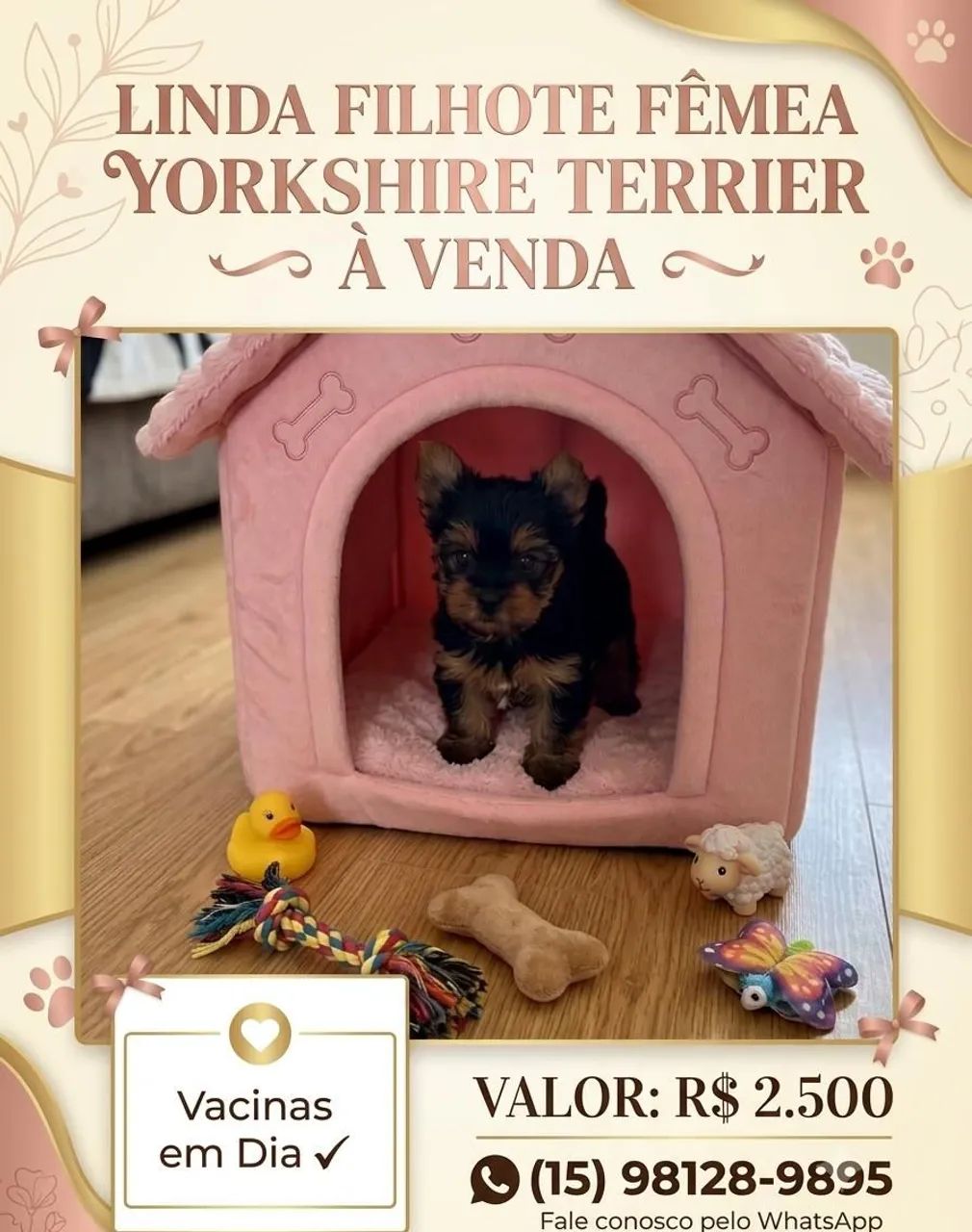 Yorkshire terrier fêmea filhote  - Foto 3