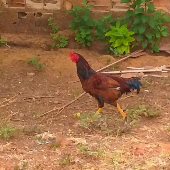 Frangos  - Foto 5