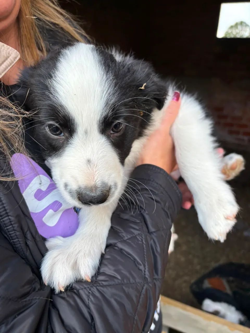 Vendo border collie