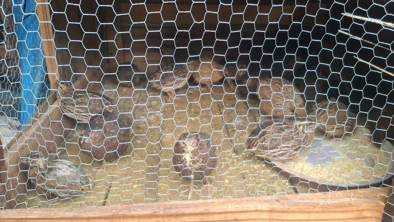 Codornas gigantes - Foto 2