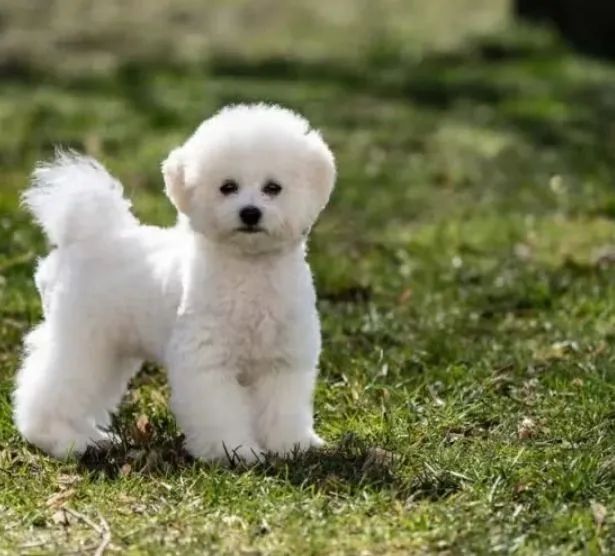 Bichon frise - Foto 2