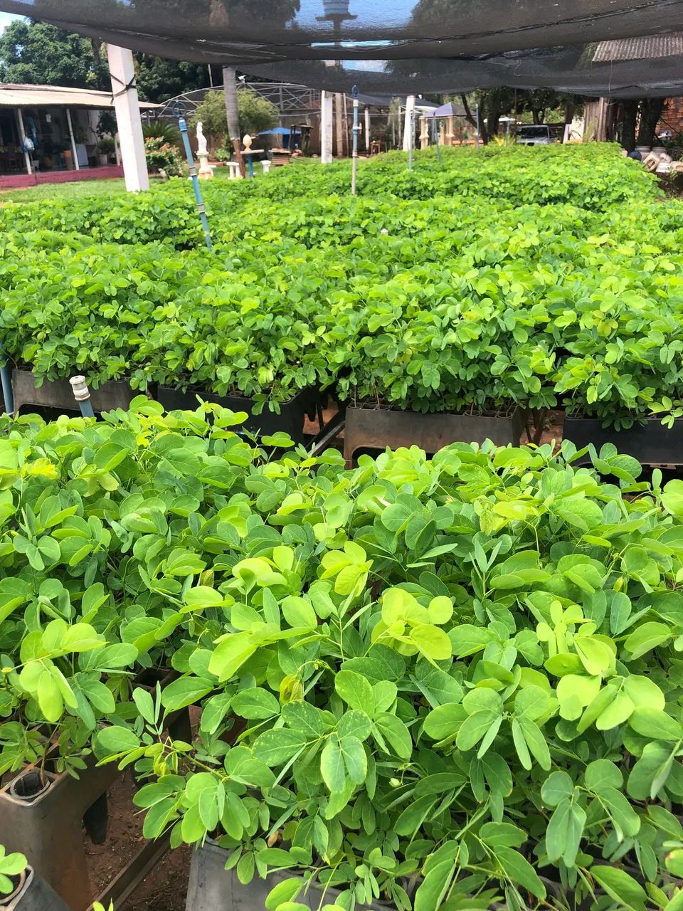 Mudas Sansão do campo  - Foto 2