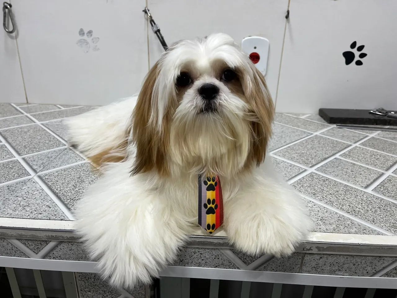 Vende cachorro Shitzu  - Foto 2