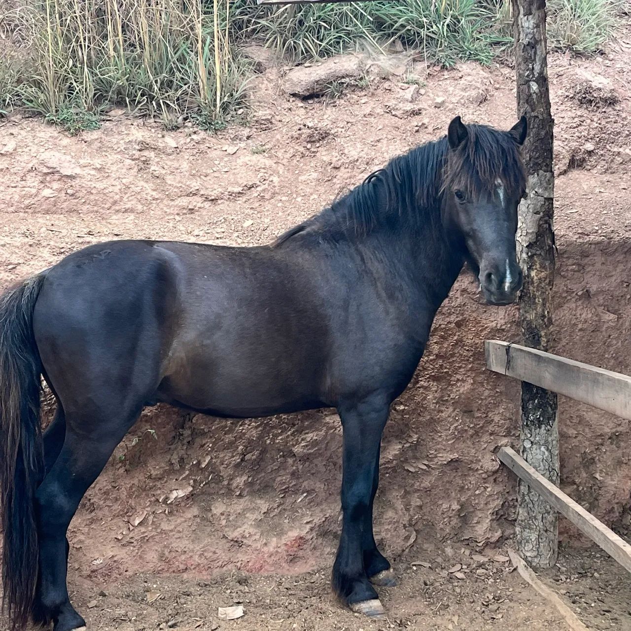 Cavalos - Foto 3