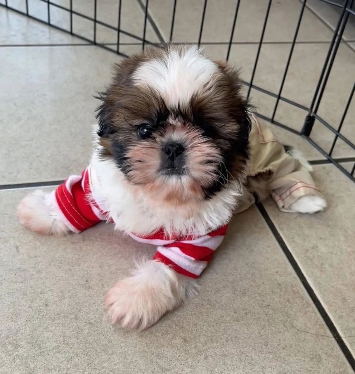 Shihtzu minibebelo. 