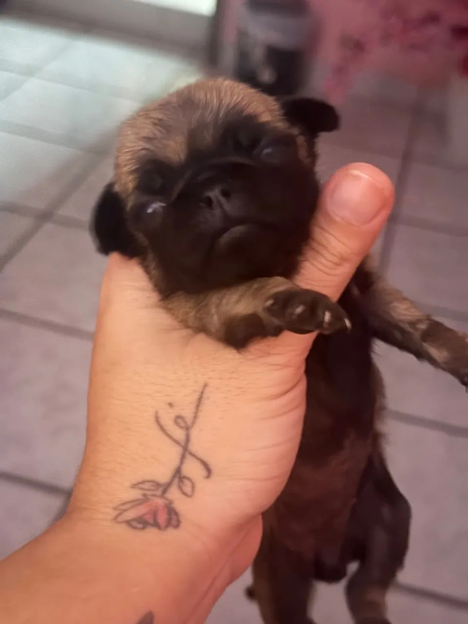 Cachorro pug  - Foto 3