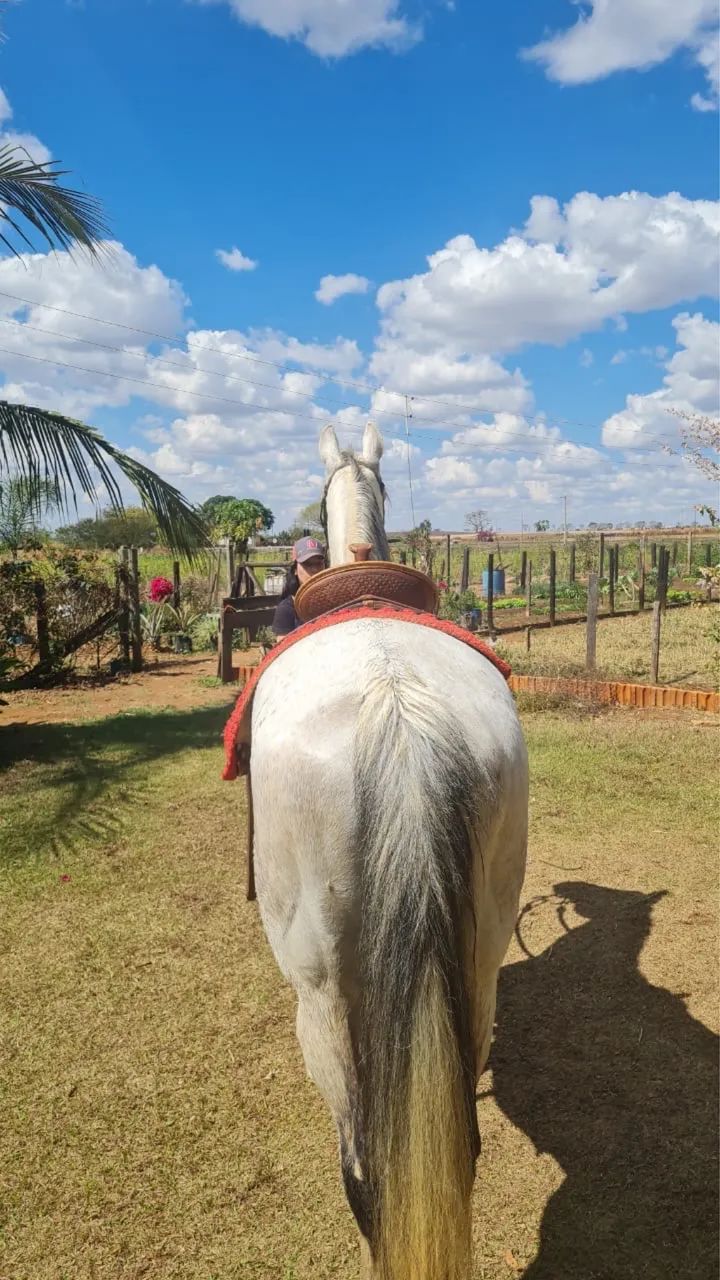 Super oportunidade - Cavalo Quarto de Milha - Foto 3