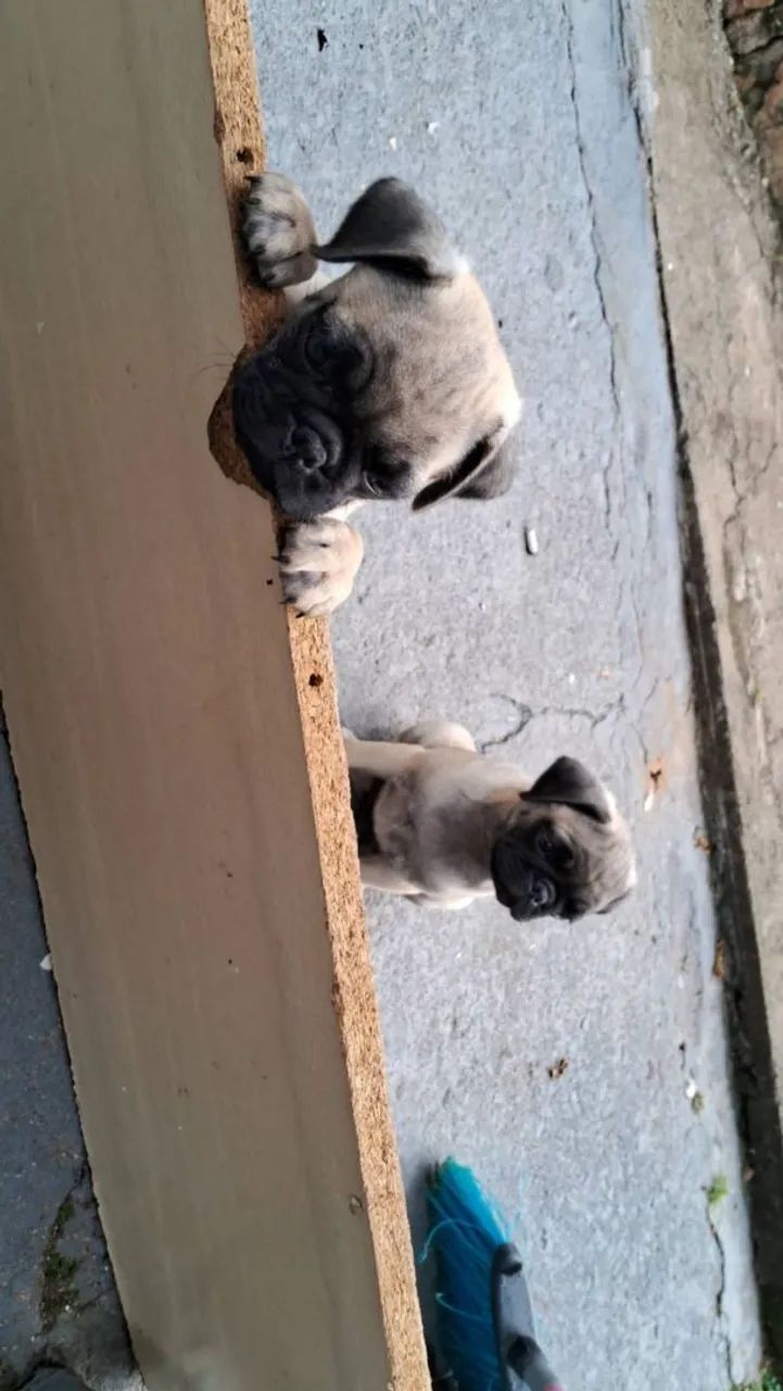 Pug macho - Foto 3