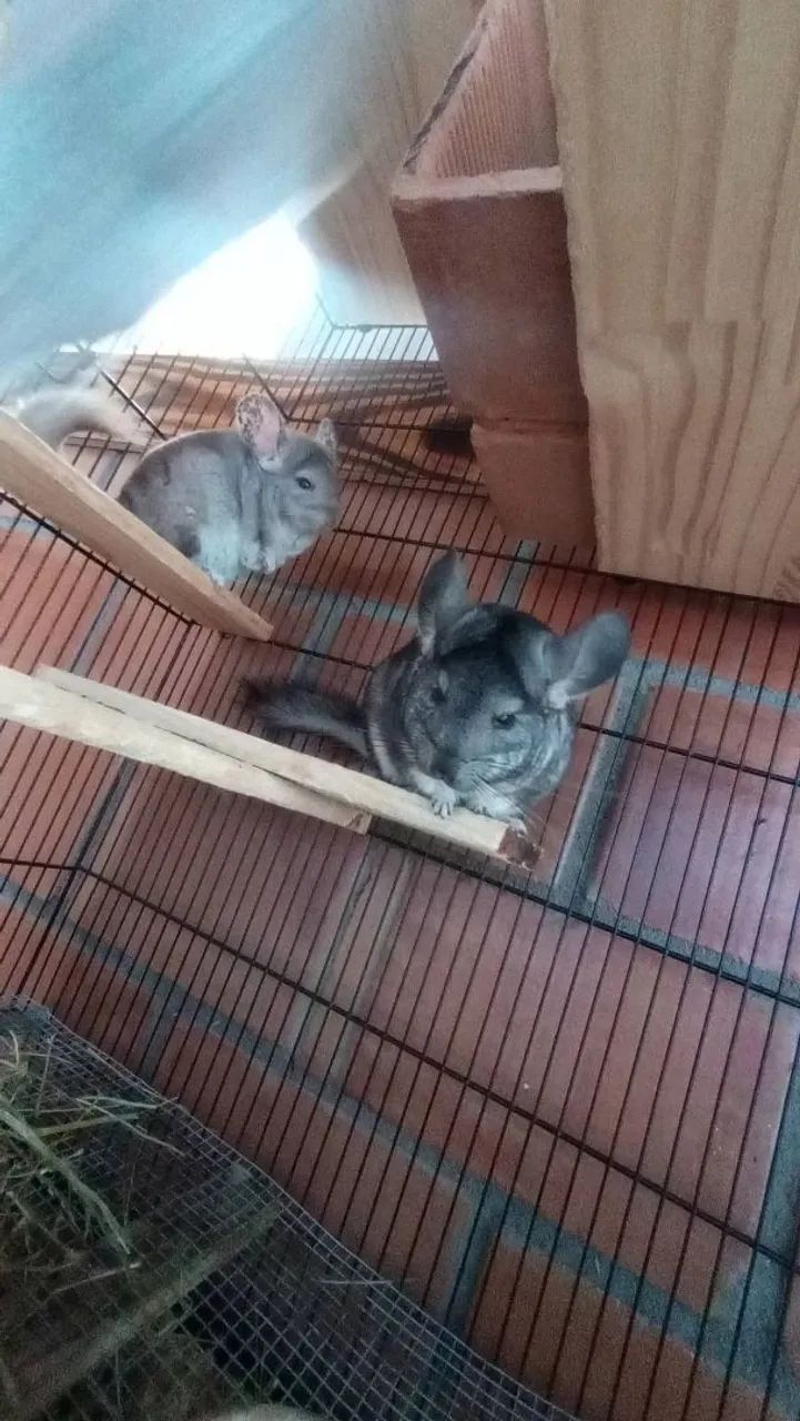 Casal de Chinchila  - Foto 2