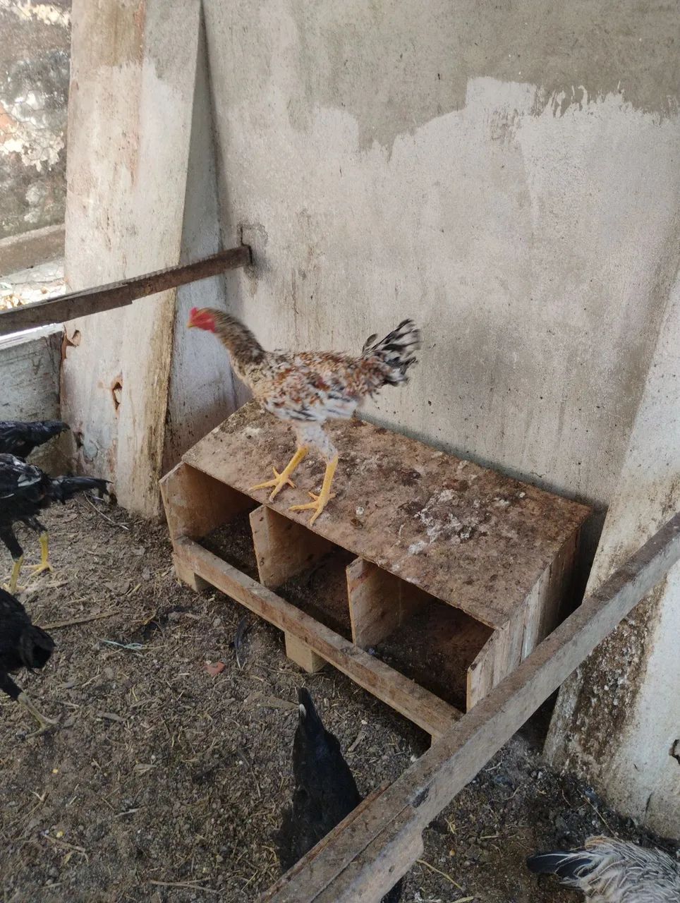 Frangos e galinhas  - Foto 3