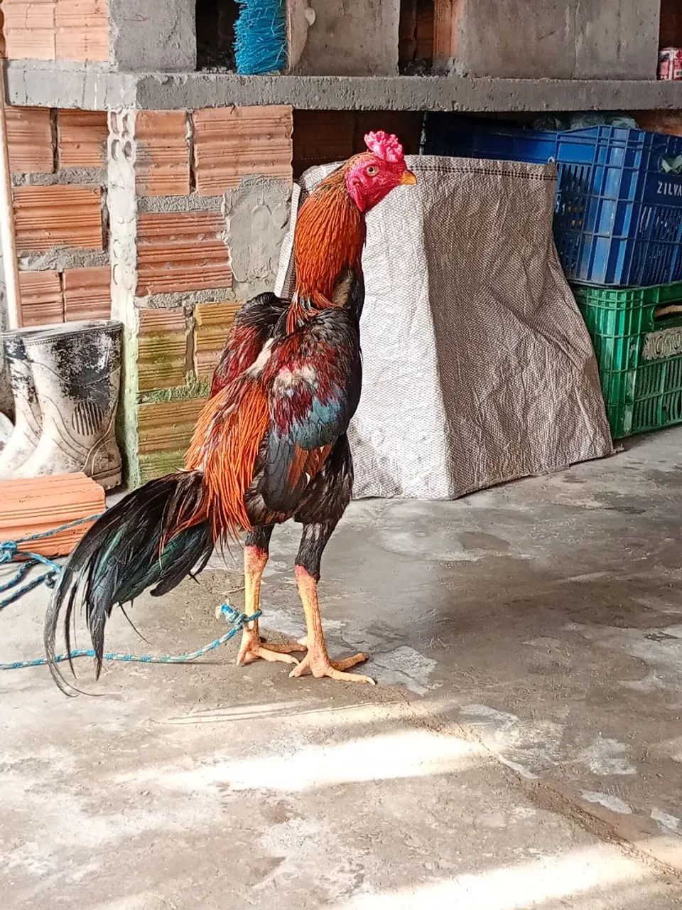 Galinhas e Galos de Raça.