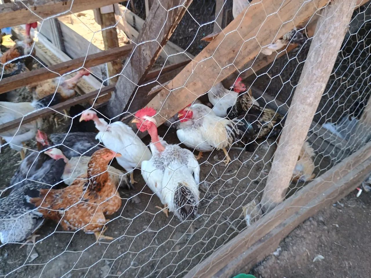 Vendo patos e galinha caipira  - Foto 2