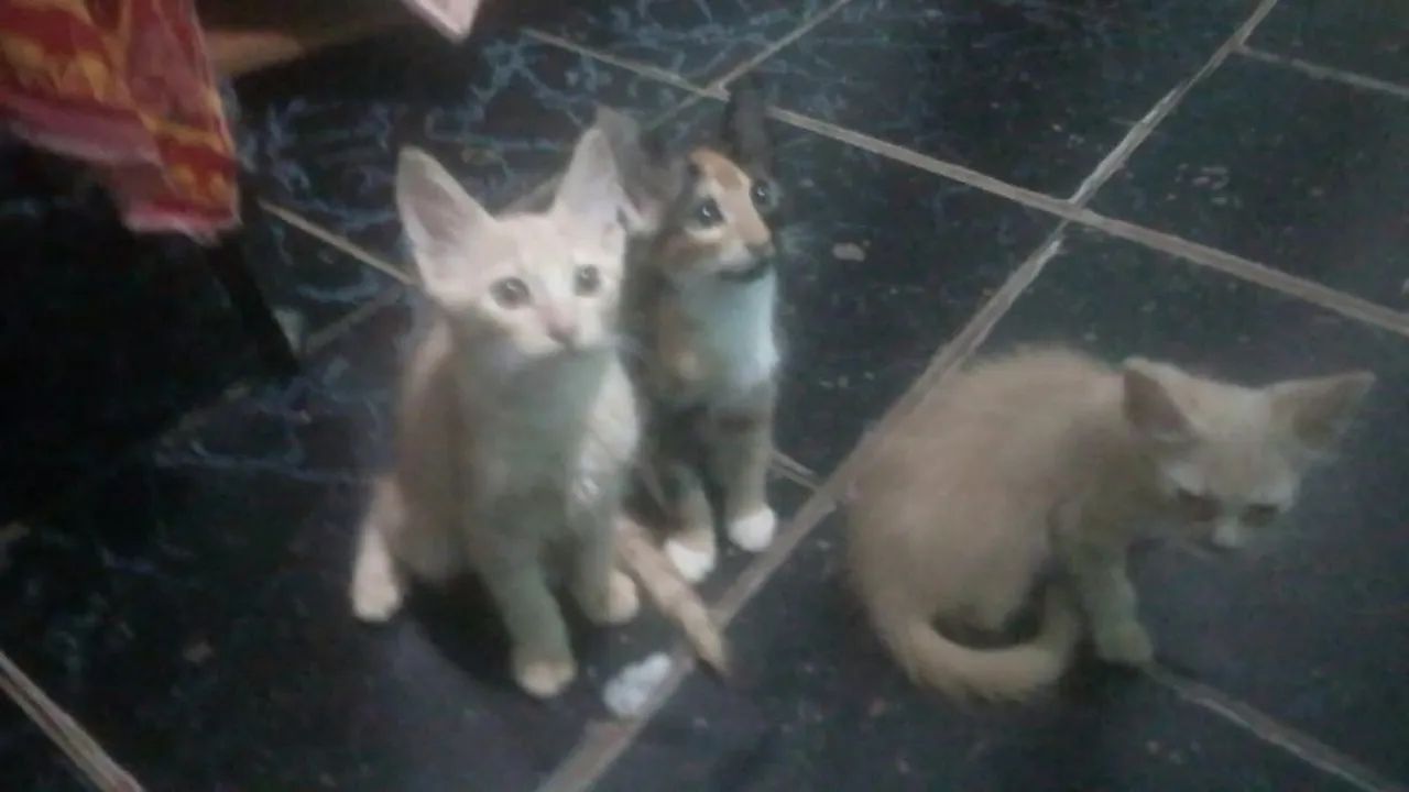 Gatos - Foto 3