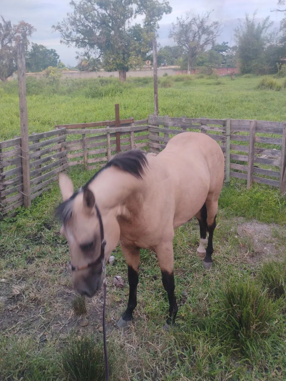 Vendo Cavalo  - Foto 4