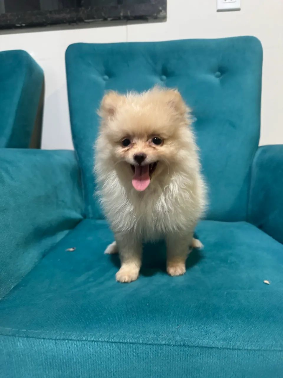Vendo Spitz Alemão  - Foto 3