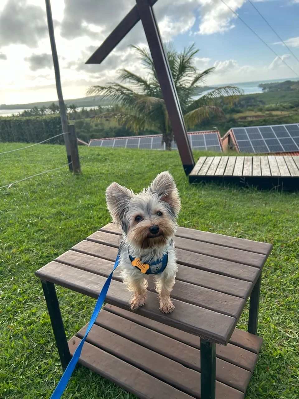 Cachorro - Foto 2