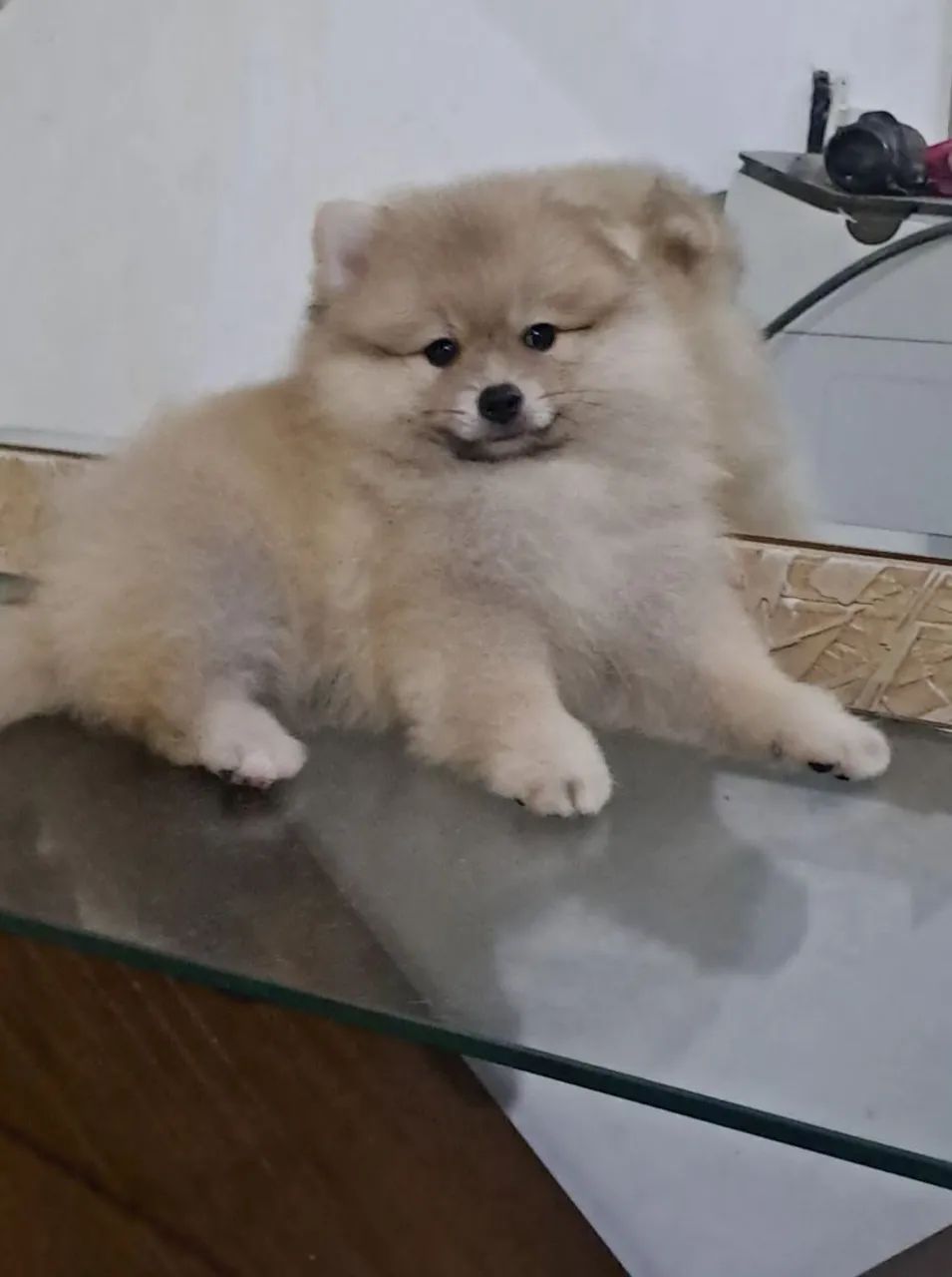 Spitz alemão pequeno - Foto 4