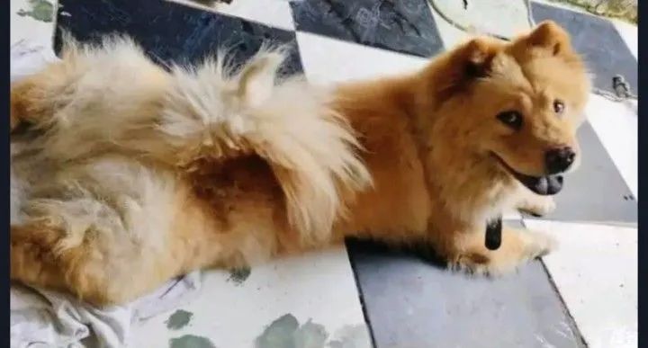 Chow-chow estou doando 