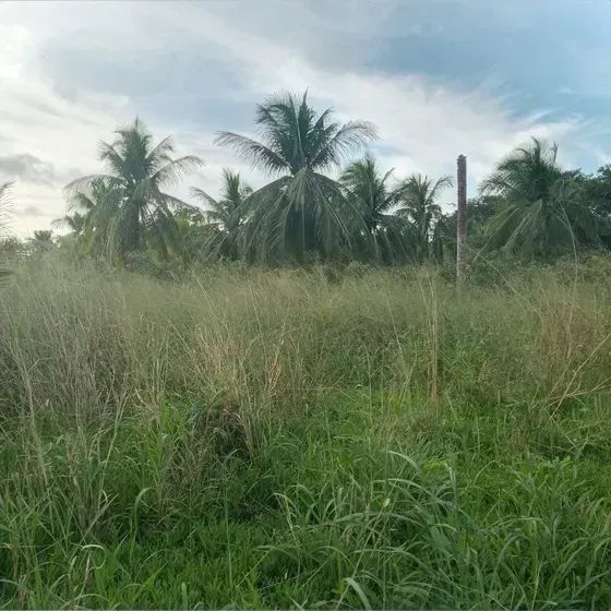 Granja com 7 hectares em monte alegre - Foto 3